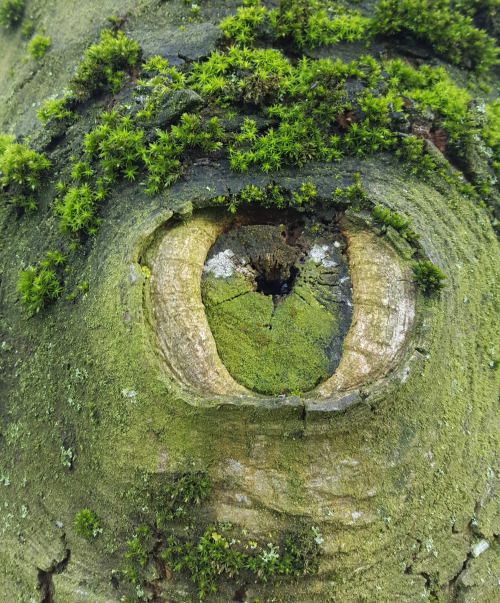 L'Oeil de Gaìa