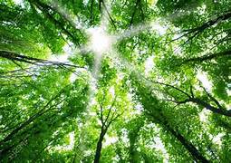Plantes comestibles et médicinales