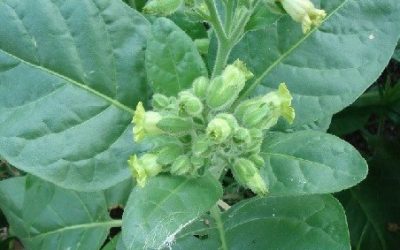 Tabac sacré Mapacho, cultivé ici même