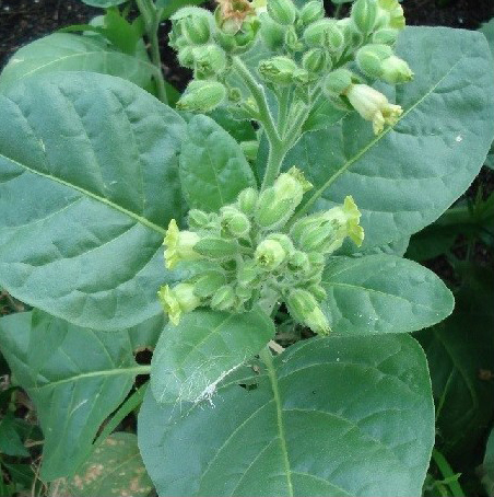 Tabac sacré Mapacho, cultivé ici même